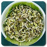 Organic Mung Beans Sprouts