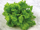 Slo Bolt Lettuce