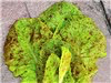 Speckled Lettuce