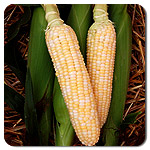 Luscious Sweet Corn