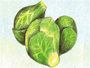 Catskill Brussels Sprouts
