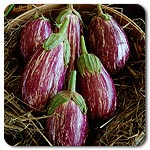 Listada di Gandia Eggplant
