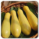 Success Straightneck Summer Squash