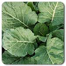 Champion Collard Greens