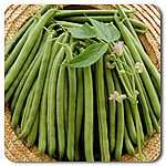 Provider Bush Bean