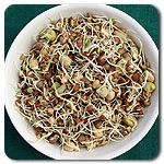 Organic Crunchy Bean Mix Sprout