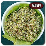Organic Red Clover Sprouts