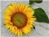 Yellow Pygmy Sunflower