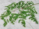 Moringa