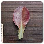 Outredgeous Raomaine Lettuce