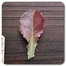 Outredgeous Raomaine Lettuce