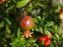 Orange Master Pomegranate