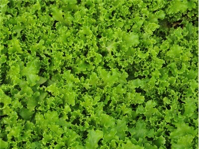 Tango Lettuce