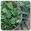 Red Russian Kale