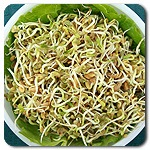 Organic Fenugreek Sprouts