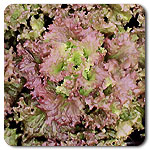 Red Sail Lettuce