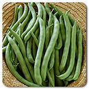 Kentucky Wonder Bean