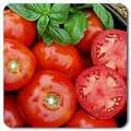 Rutgers Tomato