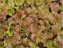 Flame Lettuce