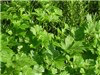 Parsley Giant Of Italy