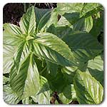 Sweet Basil