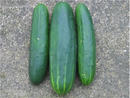 Marketmore 76 Cucumber